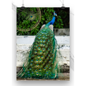 Tacori Home Peacock Microfiber Tea Towel 60x40cm